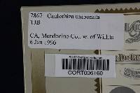 Caulorhiza umbonata image
