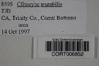 Clitocybe mutabilis image