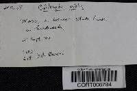 Clitocybe gibba image
