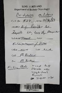 Cordyceps militaris image