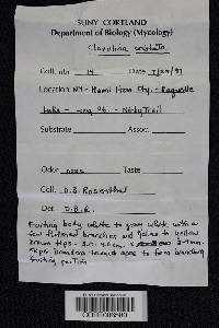 Clavulina coralloides image