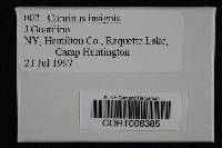 Media resource of Coprinopsis insignis