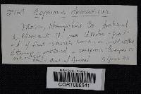 Coprinellus domesticus image