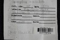 Rhodocollybia maculata image