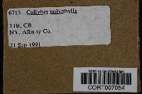 Collybia polyphylla image