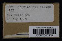 Cortinarius acutus image