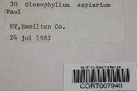 Gloeophyllum sepiarium image