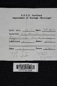 Rhodocollybia maculata image