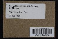 Daedaleopsis confragosa image