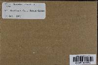 Media resource of Glonium stellatum