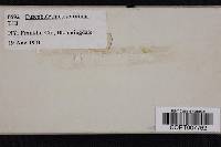 Media resource of Fuscoboletinus serotinus