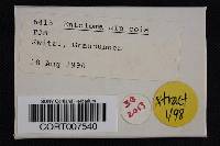 Media resource of Entoloma alpicola