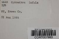 Gyromitra infula image