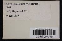 Media resource of Entoloma violaceum
