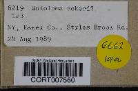 Media resource of Entoloma cokeri