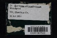 Media resource of Entoloma alboumbonatum