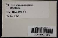 Nolanea salmonea image