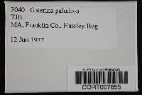 Galerina paludosa image