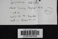 Cortinarius obliquus image