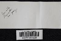 Cortinarius obliquus image