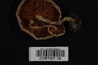 Cortinarius iodes image