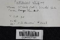 Cortinarius obliquus image