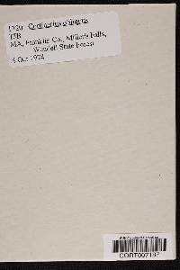 Cortinarius obliquus image