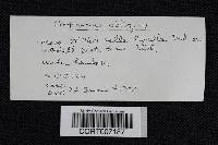 Cortinarius obliquus image