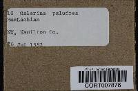 Galerina paludosa image