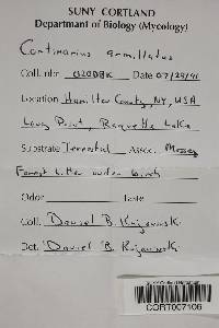 Cortinarius armillatus image