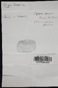 Crepidotus applanatus image