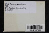 Elaphomyces aculeatus image