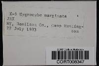 Media resource of Hygrocybe marginata