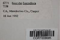 Inocybe fuscodisca image