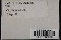 Media resource of Helvella pezizoides