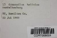 Media resource of Gymnopilus bellulus