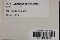 Lactarius camphoratus image