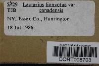 Lactarius lignyotus image
