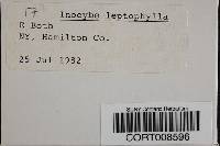 Media resource of Inocybe leptophylla