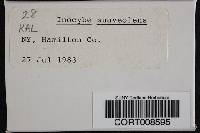 Image Associated With the Occurrence