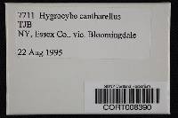 Hygrocybe cantharellus image