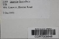 Inocybe fuscodisca image