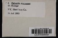 Helvella macropus image