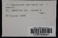 Hygrocybe cantharellus image