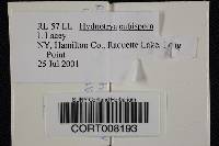Media resource of Hydnotrya cubispora