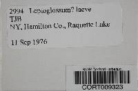 Cyphellostereum laeve image