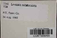 Media resource of Leptonia subserrulata