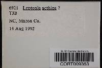 Media resource of Entoloma aethiops