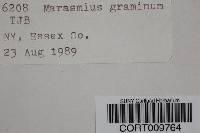 Marasmius graminum image