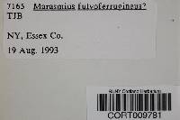 Marasmius fulvoferrugineus image